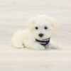 Taco — Teacup Maltese Puppy photo
