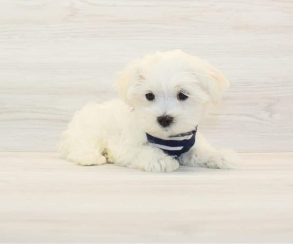 Taco — Teacup Maltese Puppy photo